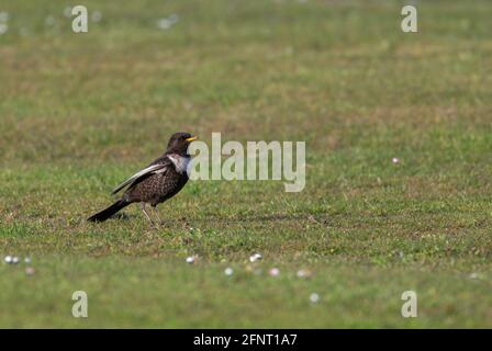 Bague mâle Ouzel Turdus torquatus se nourrissant dans le nord de Norfolk pendant le passage. Banque D'Images