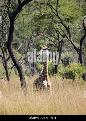 Une jeune girafe debout dans la grande herbe avec des arbres en arrière-plan Banque D'Images
