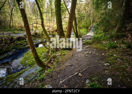 En regardant l'une des rivières de Ballaglass Glen à Maughold, île de Man Banque D'Images