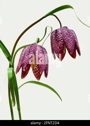 Le Fritillary Snake's Head, lauréat du prix RHS. Nom scientifique Fritilaria meleagris. Les noms communs incluent la fleur d'échecs, la cloche de Lazarus, le lis à damier. Banque D'Images