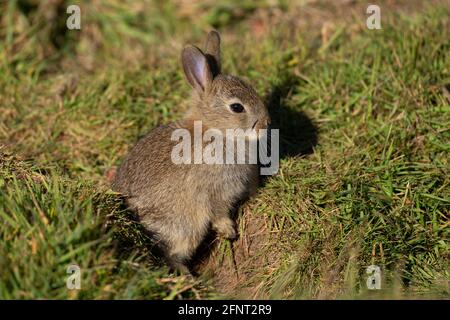 Bébé lapin - Oryctolagus Cuniculus. Ressort Banque D'Images