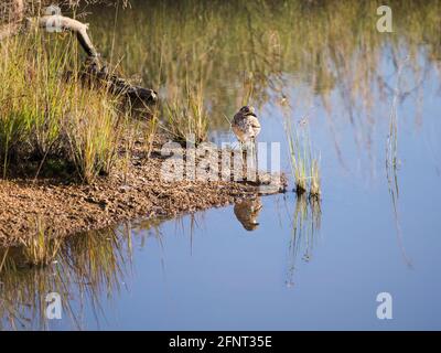 Oiseau de genou épais d'eau (dikkop d'eau) debout sur la rive du trou d'eau se reflétant dans l'eau Banque D'Images