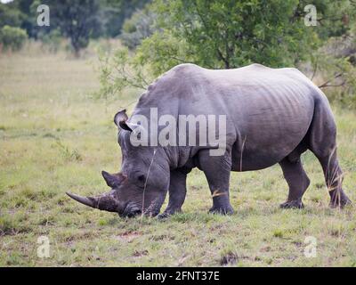 Taureau de rhinocéros blanc debout sur une courte coupe d'herbe en pleine longueur Banque D'Images