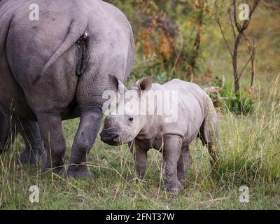 Blanc rhinocéros veau debout à côté de sa mère regardant l'appareil photo Banque D'Images