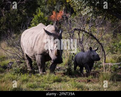 La vache blanche de rhinocéros se tenant avec attention au soleil du matin, face à l'appareil photo, avec son petit veau à côté d'elle Banque D'Images