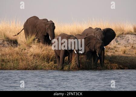 Afrique, Botswana, quatre éléphants le long du Chobe Banque D'Images