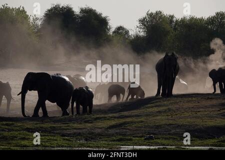 Afrique, Botswana, troupeau d'éléphants le long de la rivière Chobe Banque D'Images