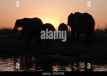 Afrique, Botswana, éléphants le long du Chobe au crépuscule Banque D'Images