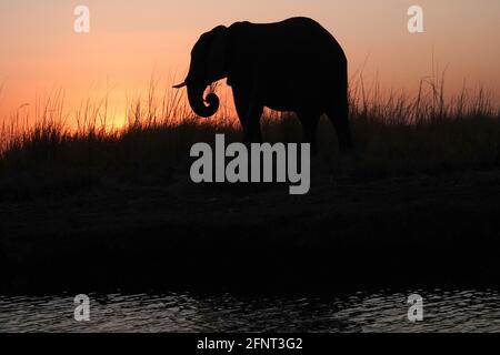 Afrique, Botswana, éléphants le long du Chobe au crépuscule Banque D'Images