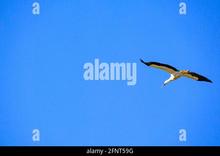 Cigogne volante dans un ciel bleu Banque D'Images