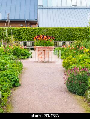 Grand pot en terre cuite contenant un présentoir orange et violet Tulipes avec chemin à Foreground à RHS Hyde Hall Gardens Un matin de mai ennuyeux Banque D'Images