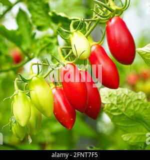 De belles tomates mûres et non mûres sur une brousse dans le jardin Banque D'Images
