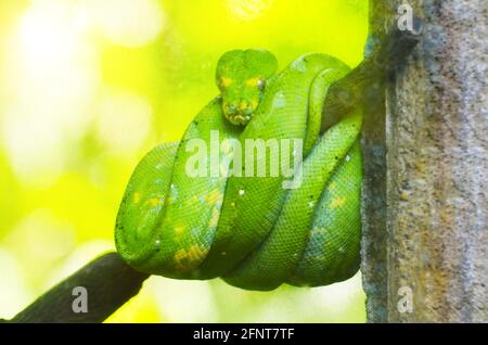 Python vert sur les branches des arbres dans la jungle Banque D'Images