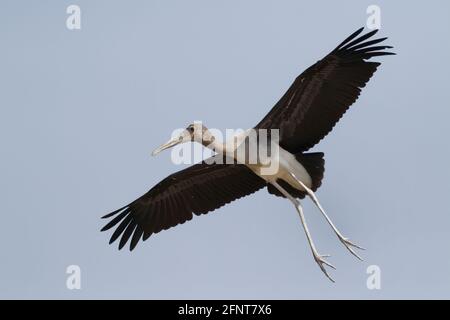 Cigogne peinte (Mycteria leucocephala) dans une zone humide du Gujarat, en Inde Banque D'Images