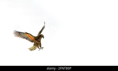 Kea de Nouvelle-Zélande, Alpes du Sud, Nouvelle-Zélande Banque D'Images