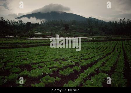 Champs agricoles à l'extérieur du parc national du Mont Gede Pangrango, à Java Ouest, en Indonésie; photographiés en arrière-plan du volcan du Mont Gede, en 2013, au cours d'un programme d'adoption d'arbres--une partie du projet de reboisement dans le parc protégé. Banque D'Images