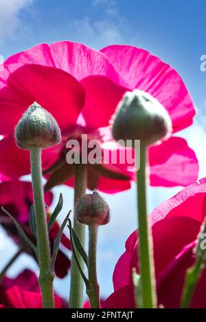 Vue de dessous des fleurs roses ensoleillées de Ranunculus asiaticus perse buttercups contre le ciel. Mise au point sélective Banque D'Images