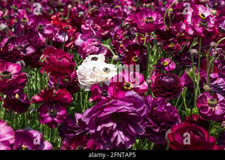 Tête de fleurs roses Ranunculus asioticus perse buttercups gros plan sur un champ de fleurs violettes. Mise au point sélective Banque D'Images