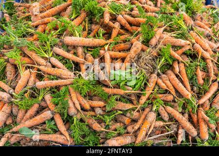 Les carottes viennent d'être cueillies du sol et rangées dans des caisses. Fucino, Abruzzes, Italie, Europe Banque D'Images