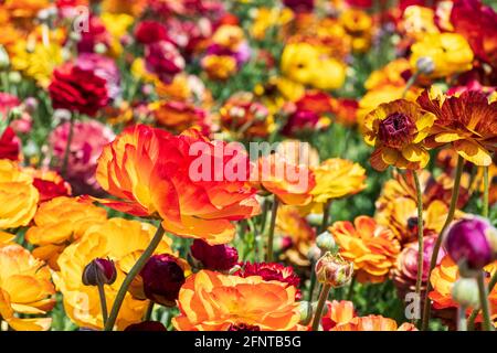 Tête de fleurs jaunes et rouges Ranunculus asioticus perse buttercups gros plan. Mise au point sélective Banque D'Images