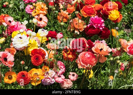 Champ de fleurs multicolores Ranunculus asiaticus perse buttercups. Mise au point sélective Banque D'Images