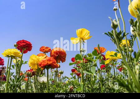 Champ de fleurs multicolores Ranunculus asiaticus perse buttercups. Mise au point sélective Banque D'Images