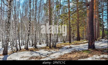 Début du printemps paysage dans la forêt de bouleaux blanc transparent avec des plaques de neige fondante, le jaune de l'herbe sèche et ciel bleu avec des nuages blancs - su Banque D'Images