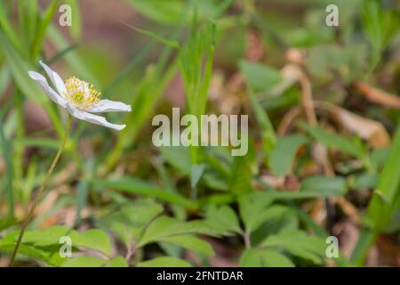 Fleur blanche unique d'une anémone de bois avec espace de copie, également appelée Anemone nemorosa Banque D'Images