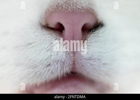 Vue frontale du nez, des narines, de la philote et de la bouche d'un chat blanc Banque D'Images