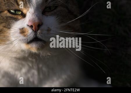 La tête d'un chat tricolore, éclairée de gauche par le soleil, regarde dans la caméra avec des yeux pincés. Les whiskers sont visibles sur fond noir Banque D'Images