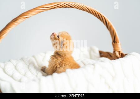 Chaton croisé de gingembre âgé de deux semaines aux yeux à peine ouverts assis dans un panier en osier sur un chandail en laine blanche. Adoption d'animaux de compagnie, soin des animaux Banque D'Images