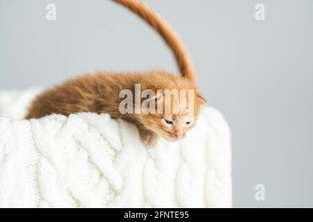 Chaton croisé de gingembre âgé de deux semaines aux yeux à peine ouverts assis dans un panier en osier sur un chandail en laine blanche. Adoption d'animaux de compagnie, soin des animaux Banque D'Images