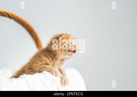 Chaton croisé de gingembre âgé de deux semaines aux yeux à peine ouverts assis dans un panier en osier sur un chandail en laine blanche. Adoption d'animaux de compagnie, soin des animaux Banque D'Images