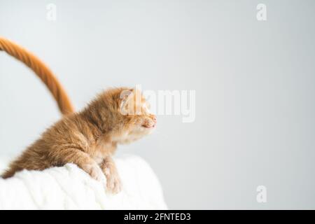 Chaton croisé de gingembre âgé de deux semaines aux yeux à peine ouverts assis dans un panier en osier sur un chandail en laine blanche. Adoption d'animaux de compagnie, soin des animaux Banque D'Images