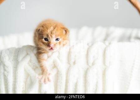 Chaton croisé de gingembre âgé de deux semaines aux yeux à peine ouverts assis dans un panier en osier sur un chandail en laine blanche. Adoption d'animaux de compagnie, soin des animaux Banque D'Images