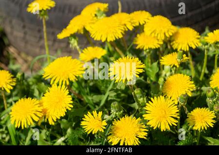 Pissenlit jaune au printemps sur fond sombre. Magnifique fond naturel par temps ensoleillé Banque D'Images