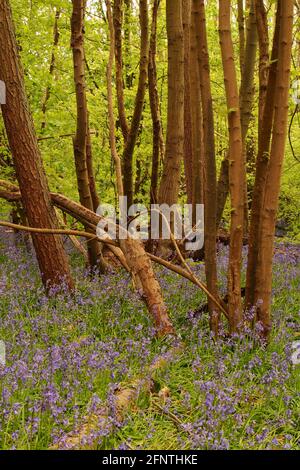 Une vue à travers un bois de bluebell montrant les bleuettes en fleur entouré de hêtres entrant dans la feuille au printemps Banque D'Images