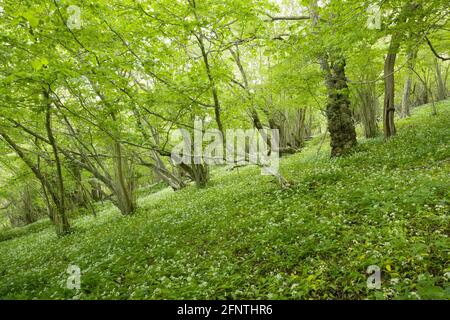 L'ail sauvage ou Ramsons (Allium ursinum) dans Folly Wood à Milton Hill au printemps dans le paysage national de Mendip Hills, Wells, Somerset. Angleterre. Banque D'Images