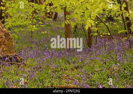 Une vue à travers un bois de bluebell montrant les bleuettes en fleur entouré de hêtres entrant dans la feuille au printemps Banque D'Images