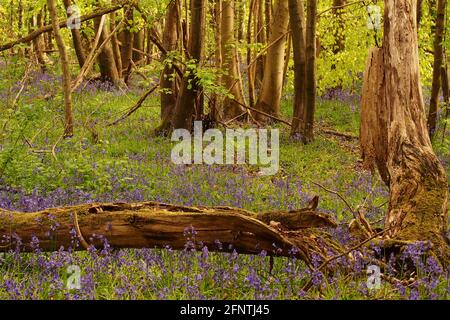 Une vue à travers un bois de bluebell montrant les bleuettes en fleur entouré de hêtres entrant dans la feuille au printemps Banque D'Images