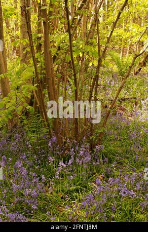 Une vue à travers un bois de bluebell montrant les bleuettes en fleur entouré de hêtres entrant dans la feuille au printemps Banque D'Images