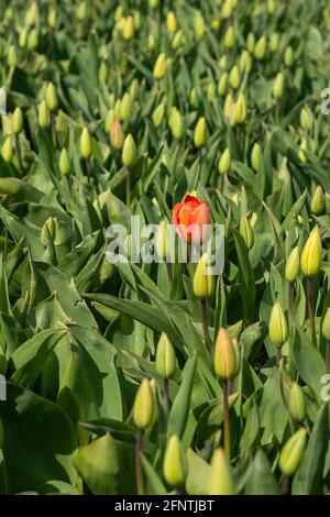Tulipe rouge entoure de fleurs dans le bourgeon - être différent Banque D'Images