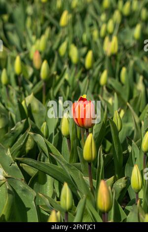 Tulipe rouge entoure de fleurs dans le bourgeon - être différent Banque D'Images