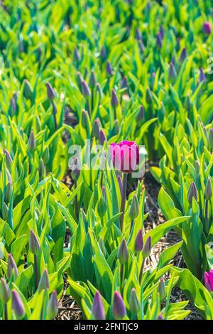 Tulipe pourpre entoure par des fleurs dans le bourgeon - être différent Banque D'Images