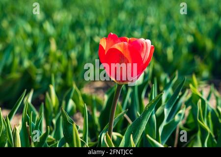 Tulipe rouge dans un champ vert Banque D'Images