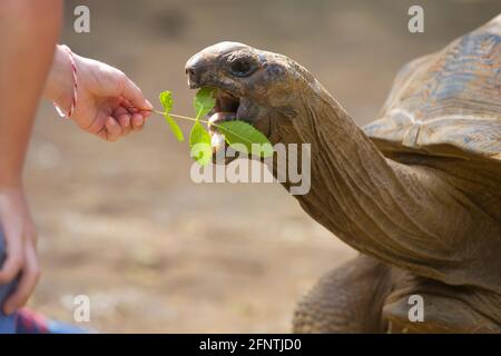 Childs main, nourrissant des tortues géantes dans un parc exotique sur l'île Maurice. Grande tortue et enfants Banque D'Images