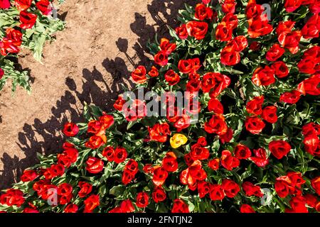 Tulipe jaune entourée de tulipes rouges - être différent Banque D'Images