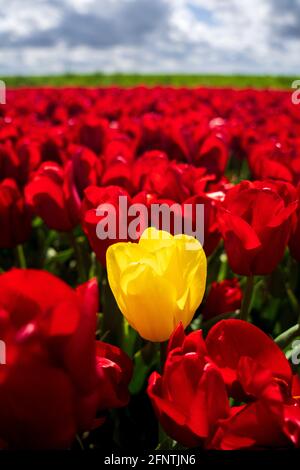 Tulipe jaune entourée de tulipes rouges - être différent Banque D'Images