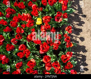 Tulipe jaune entourée de tulipes rouges - être différent Banque D'Images