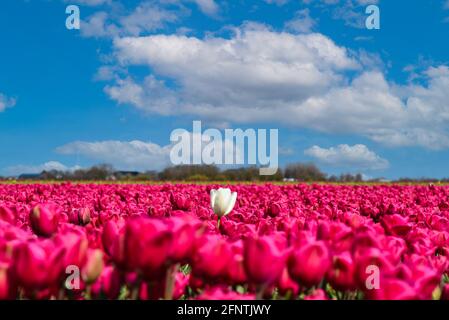 Julianadorp, pays-Bas. 7 mai 2021. Tulipes violettes et blanches en fleurs près de Julianadorp, aux pays-Bas. Photo de haute qualité. Angle bas. Gros plan. Banque D'Images